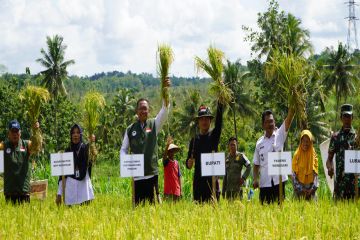 Petani Karangtengah Gunungkidul panen padi seluas 20 hektare