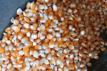 Harga jagung di Gorontalo Utara turun
