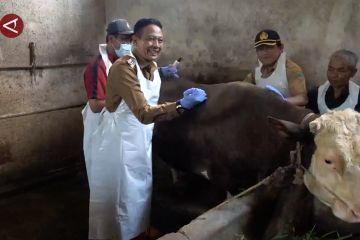 Cegah PMK, Kota Malang vaksinasi 2.000 ekor sapi