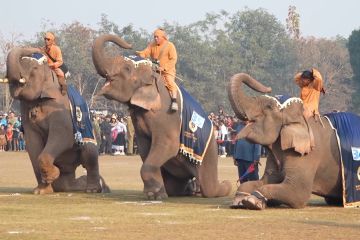 Mengintip penyelenggaraan Festival Gajah di Laos utara