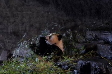 Panda raksasa menjadi gerbang untuk menjelajah negeri China