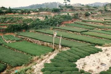 Pasokan energi hijau bantu industri teh desa terpencil di China timur