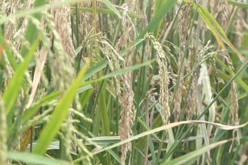 Presiden minta Mentan dan Pupuk Indonesia atasi kelangkaan beras