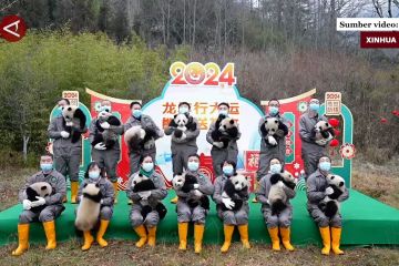 24 anak panda raksasa kirim ucapan "Selamat Tahun Baru Imlek"