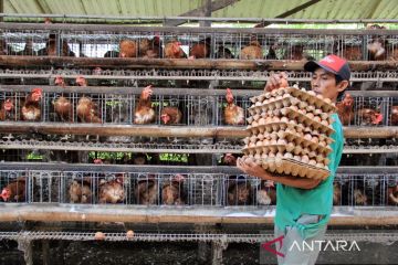 Dampak Harga Pakan Naik