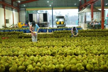 Thailand jadi pengimpor durian Vietnam terbesar kedua