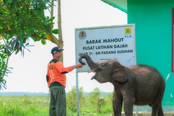 PLN IP membantu prasarana patroli untuk pelestarian gajah sumatera