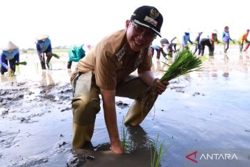 Pemkab Bekasi kenalkan benih padi lokal Pusaka Bhagasasi