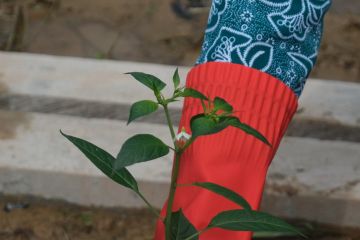 Gerakan penanaman cabai serentak di Kendari