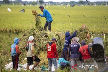 Harga gabah kering alami kenaikan