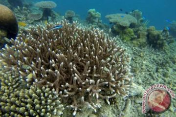 DIY usul penetapan kawasan konservasi terumbu karang Pantai Wediombo