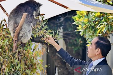 Jokowi interaksi dengan koala khas Australia di Government House