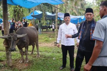 84 ekor kerbau disembelih saat tradisi Bantai Adat di Merangin