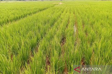 Produktivitas padi di Kaltim naik menjadi 3,9 ton
