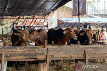 Jelang Idul Adha, diperkirakan 63 ribu hewan kurban masuk DKI Jakarta