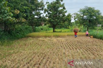 Dinas Kulon Progo: Panen padi Maret-April capai 24.412 ton