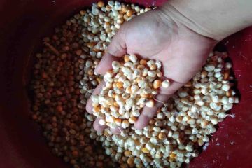 GPMT dan Pinsar komitmen dukung Kementan jaga harga jagung tak anjlok