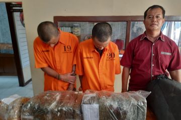 Polresta Bukittinggi tangkap dua orang pengedar 25 kilogram ganja
