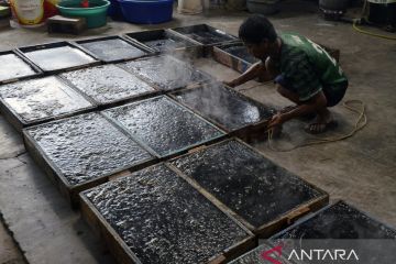 Produksi cincau hitam saat Ramadhan