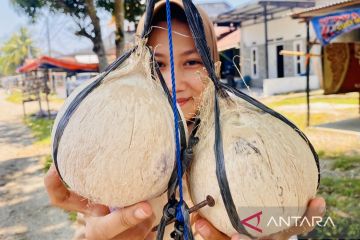 Permintaan kelapa bakar Ramadhan di Aceh Barat capai 1.000 butir/hari