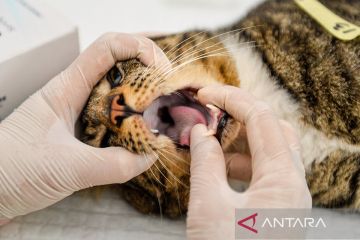 Pemkot Bandung cegah potensi penyebaran penyakit dan overpopulasi kucing liar dengan strerilisasi