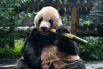 Kebun binatang AS akan sambut sepasang panda raksasa dari China