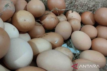 Kementan pastikan ketersediaan telur dan daging ayam di pasaran Jaksel