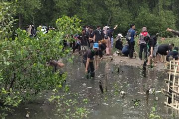 WALHI bersama mahasiswa Lampung tanam 1.000 mangrove di Pulau Pasaran