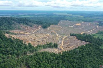 PT MP dilaporkan lakukan pembabatan hutan tropis Kalbar