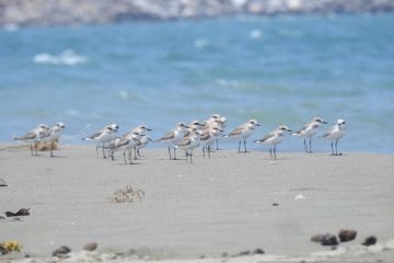 KSLH minta pemerintah lindungi habitat burung migran di mangrove Aceh