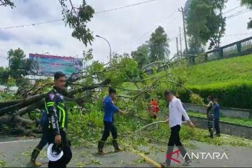 Damkar evakuasi pohon tumbang di tengah  jalan lintas Sumatera