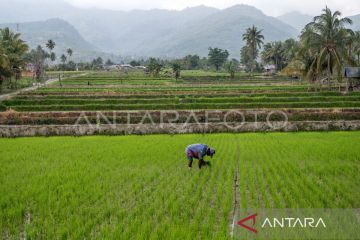 Menyatukan data dengan Indeks Desa demi membangun Indonesia