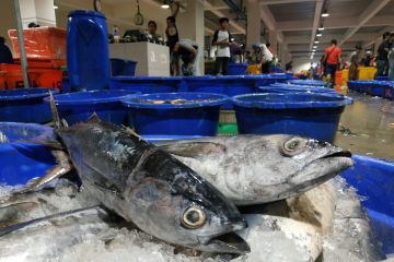 PT Perikanan Indonesia siap penuhi ketersediaan ikan jelang Lebaran