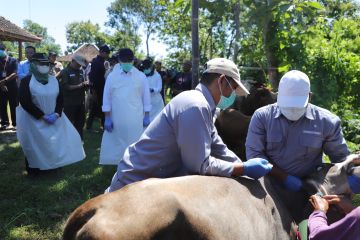 Dinas Pertanian DIY: Sudah tidak ditemukan ternak mati akibat antraks