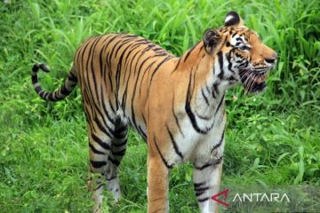 Rencana Pemindahan Satwa Medan Zoo