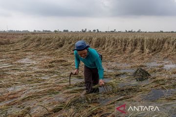 Ribuan ha sawah di Jateng terancam gagal panen akibat banjir