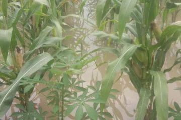 Dinas Pertanian Malaka catat 503 hektare lahan petani terdampak banjir
