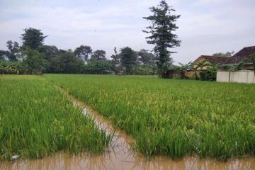 Pemprov Jateng segera mendata lahan pertanian terdampak banjir