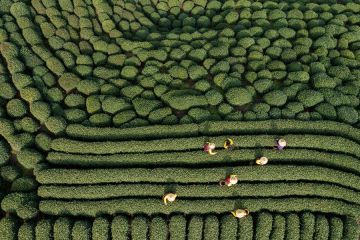 Panen teh Longjing yang terkenal dimulai di China timur