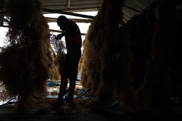 Harga rumput laut brokoli turun drastis