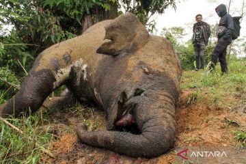 Seekor gajah sumatera ditemukan mati diduga ditembak pemburu