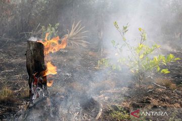 Musim kemarau, kebakaran lahan di Dumai meluas