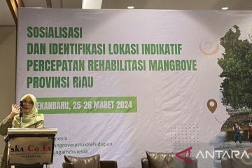 BRGM rehabilitasi 7.500 hektare mangrove di Riau