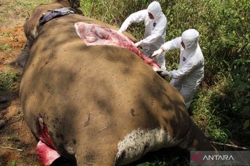 Penyelidikan penyebab kematian gajah Sumatra di Aceh