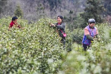 China akan luncurkan kampanye sadar hukum bagi perempuan di pedesaan