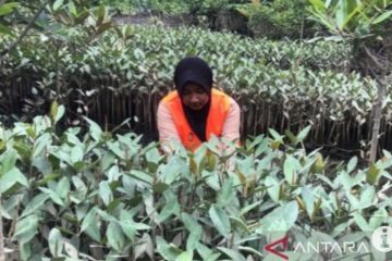 Pemprov: Rehabilitasi mangrove di Sumut sudah menjadi keharusan