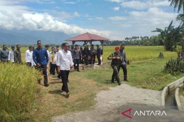 Presiden Jokowi tinjau panen padi di Sigi yang mencapai 6,2 ton per hektare