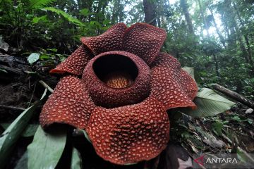 Bunga Rafflesia Arnoldii  berkelopak enam mekar di Bengkulu