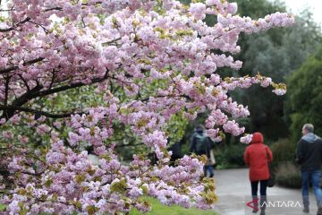 Indahnya bunga bermekaran di Kew Gardens di London