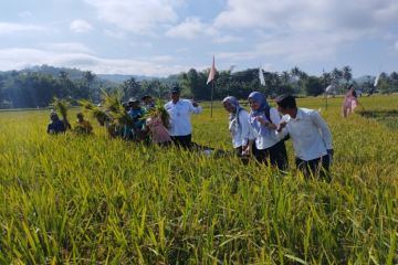 Dinas Pertanian Gunungkidul catat luas panen padi 12.209 hektare